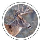 whitetail buck icon in circle j fort ranch