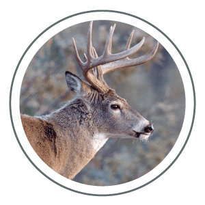 WHITETAIL DEER