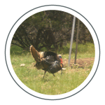 turkey icon in circle j fort ranch