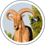 aoudad ram icon in circle j fort ranch