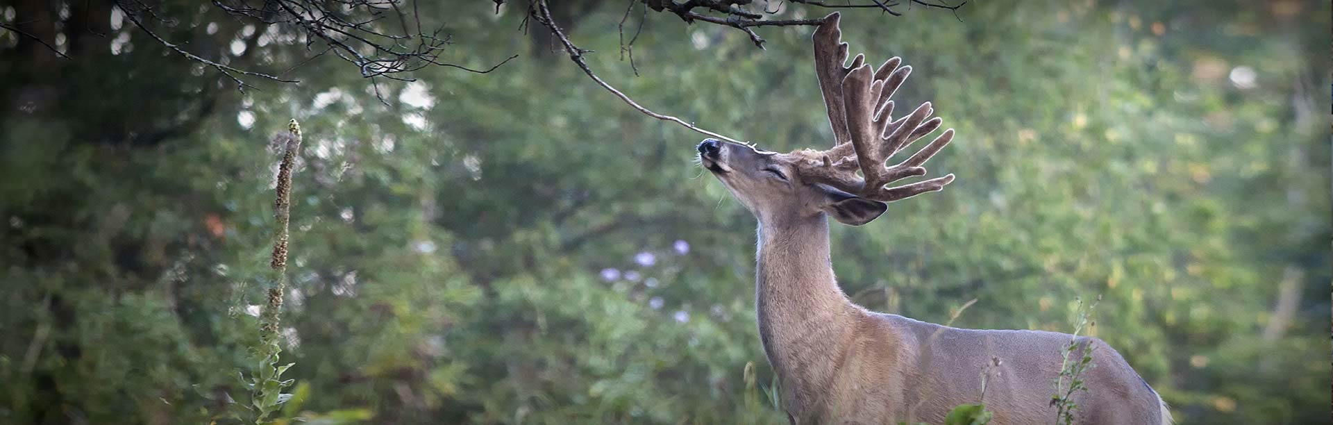 trophy whitetail deer scratching face